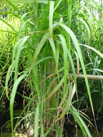 Chinagras Riesen Chinaschilf Miscanthus sinensis giganteus im 5 Liter Pflanzcontainer