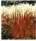BALDUR Garten Ziergras 'Indian Summer' Chinagras, 1 Pflanze, Chinaschilf, Miscanthus purpurascens, winterharte Staude, mehrjährig, pflegeleicht, blühend