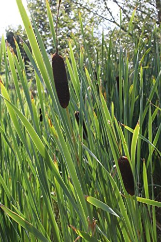 WASSERPFLANZEN WOLFF - Typha latifolia - Breitblättriger Rohrkolben - winterhart - QUALITÄTSSTAUDE durchwurzelt im 9x9 cm Topf