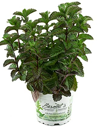 Grapefruit-Minze, Minze Pflanze, Winterhart (Mentha suaveolens x piperita)