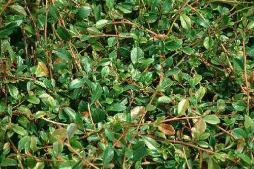Bodendecker Cotoneaster Radicans 100 St