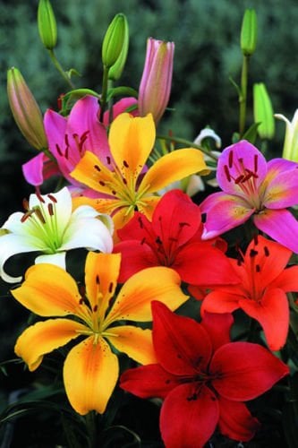 6 Mixed Lily Lillies Asiatic Summer Garden Plant Pot Flower Bed Bulb Bulbs Gift