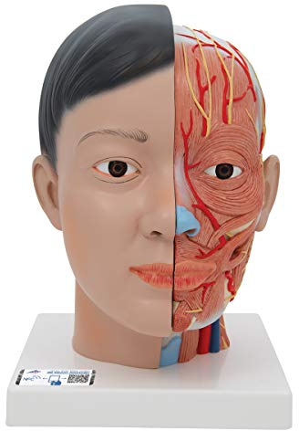 3B Scientific Menschliche Anatomie - Kopfmodell asiatisch mit Hals, 4-teilig + kostenlose Anatomie App - 3B Smart Anatomy