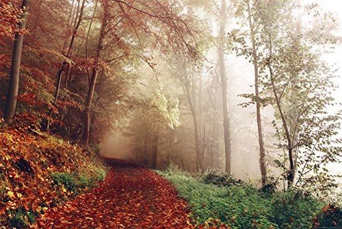 Wälder - Indian Summer Herbstwald Farbenpracht im Nebel Poster Druck - Größe 91,5x61 cm + 1 Ü-Poster der Grösse 61x91,5cm