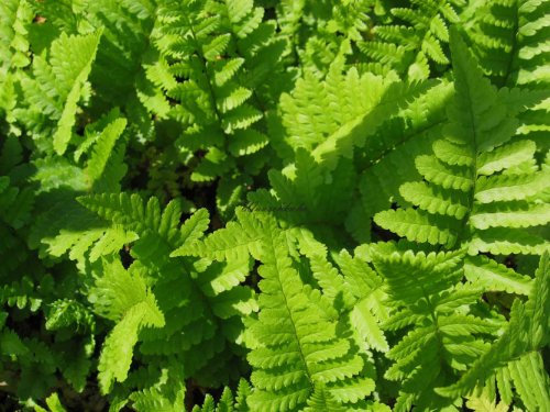 Staudenkulturen Wauschkuhn Dryopteris filix-mas - Wurmfarn - Farn im 9cm Topf