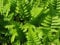 Staudenkulturen Wauschkuhn Dryopteris filix-mas - Wurmfarn - Farn im 9cm Topf
