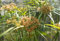 Zyperngras (Freiland-Zyperngras) 30 Samen -Cyperus glaber-