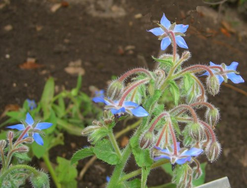 Seedeo® Borretsch (Borago officinalis) 100 Samen