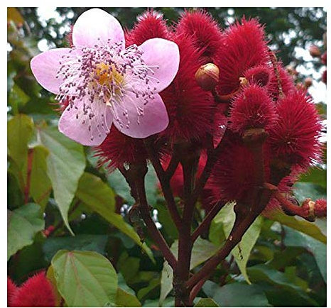 Bixa orellana - Annattostrauch - Lippenstiftstrauch - 10 Samen