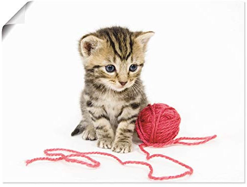 ARTLAND Wanddeko Poster & Kunstdrucke Wandposter 60x45 cm Katze Tiere Babykatze Haustiere Süß Mädchen T5XV