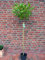 Platanus acerifolia Alphens Globe - Stamm, Plantane, Kugelplantane (Höhe: 180 cm) + Dünger