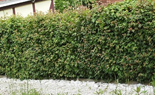 Müller Münchehof GmbH 25 Stück Feldahorn im Topf/Container Größe 30 bis 50 cm