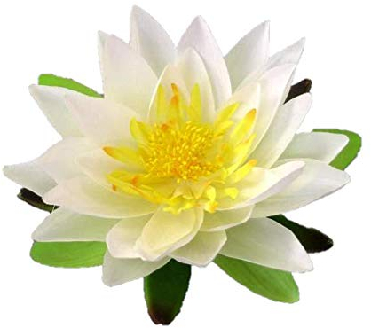 Kunstblumen Seerose in Creme/Weiß. Lotusblüte Teichrose Seidenblume 15cm Creme/Weiss