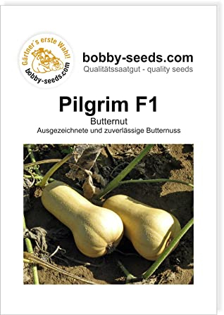 Bobby-Seeds Kürbissamen Pilgrim F1 Portion