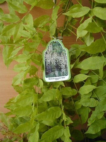 veredelte weiß blühende Glyzinie Wisteria sinensis Alba im 3 Liter Pflanzcontainer