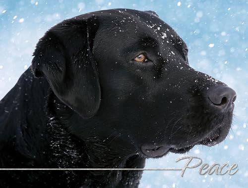 Team Husar Wildlife Photography Greeting Cards: Christmas & New Year, Animal Theme, 15 Cards & 16 Envelopes, 5 5/8 x 7 3/8 inches