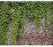 Fototapete murando 350x256 cm Vlies Tapeten Wandtapete XXL Moderne Wanddeko Design Wand Dekoration Wohnzimmer Schlafzimmer Büro Flur Steine Mauer Efeu b-A-0173-a-c