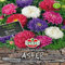 Sperli Blumensamen Astern Lüneburger Zwerg Mischung, grün