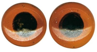 Rayher Yeux en Verre à Coudre pour Peluche et Doudou MARR