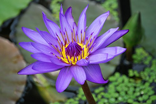 Lila Seerose 10 Samen (Nymphaea) Wasserpflanzen