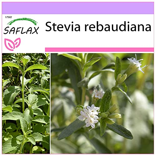SAFLAX - Kräuter - Stevia Süßkraut - 100 Samen - Stevia rebaudiana