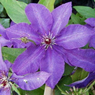 Clematis 'The President' - Mehrjährige Kletterpflanze von Native Plants