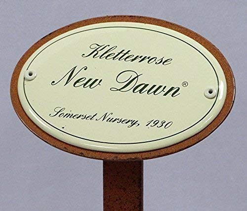linoows Rosenschild Emaille, Kletterrose: New Dawn, Sunningdale Nurseries 1930