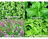 1000+ Mint MIX 4Varieties: menta piperita, menta, limone menta e melissa Melissa Semi Heirloom NON-OGM.
