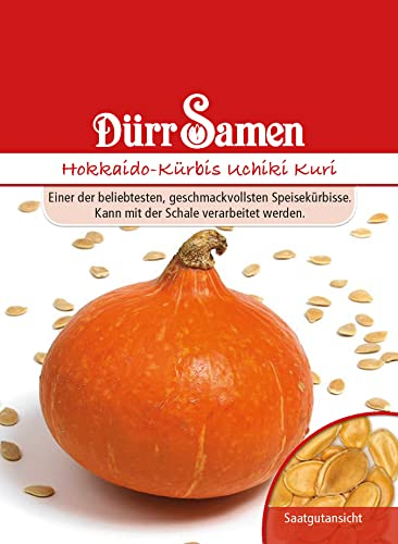Hokkaido Samen Kürbis Uchiki Kuri Hokkaidosamen Kürbissamen Essbarer Kürbis Speisekürbis ca 8 Korn Saatgut Gemüse Garten Hochbeet Kübel Dürr Samen