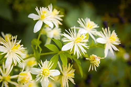 Clematis vitalba, Gewöhnliche Waldrebe, Gemeine Waldrebe 20 Samen