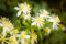 Clematis vitalba, Gewöhnliche Waldrebe, Gemeine Waldrebe 20 Samen