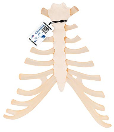 3B Scientific® Brustbeinmodell – Menschliche Brustbeinanatomie mit Rippenknorpel, Langlebiges PVC + Smart Anatomy App (5 Jahre Garantie)