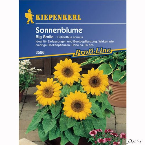 Zwerg-Sonnenblume 'Big Smile'