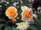 Historische Rose Ghislaine de Feligonde Containerrosen im großen 7,5 Liter Topf