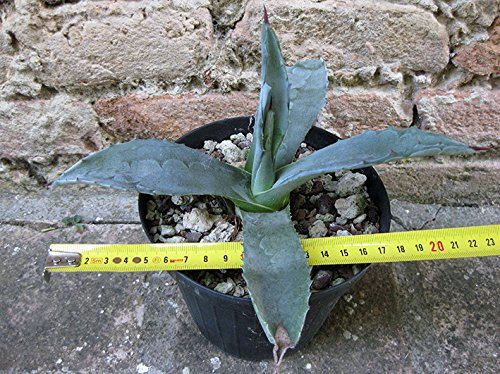 Agave americana var. americana 20 cm, cactus, pianta grassa winter hard, resistente fino a -5° C