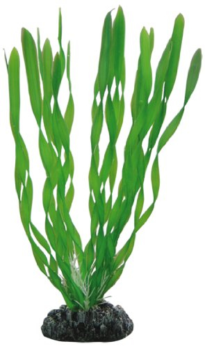 Hobby Vallisneria, 20 cm