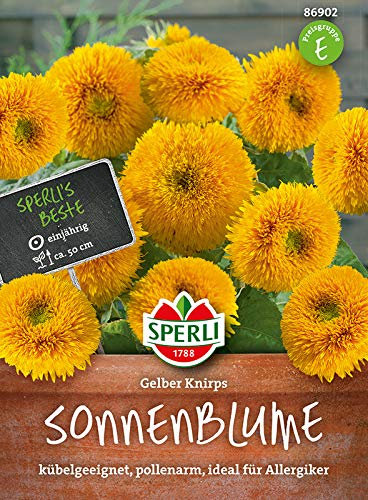 Sperli-Samen Zwerg-Sonnenblume Gelber Knirps