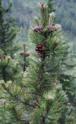 Bergkiefer (Pinus mugo) 10 Samen (Winterhart) auch Latschenkiefer genannt !