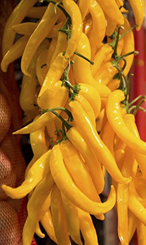 Seedeo Peperoni Sarit gat (capsicum annuum) 20 Samen BIO