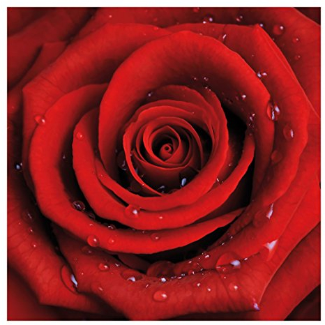Apalis Vlies-Tapete – Rote Rose mit Wassertropfen – Wandbild Quadratische Tapete – Wandschmuck für Schlafzimmer Wohnzimmer – Maße (H x B): 192 x 192 cm