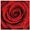 Apalis Vlies-Tapete – Rote Rose mit Wassertropfen – Wandbild Quadratische Tapete – Wandschmuck für Schlafzimmer Wohnzimmer – Maße (H x B): 192 x 192 cm