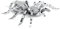 Fascinations MMS072 Metal Earth Metallbausätze - Spinnentier Vogelspinne Tarantula, lasergeschnittener 3D-Konstruktionsbausatz, 3D Metall Puzzle, DIY Modellbausatz mit 1 Metallplatinen, ab 14 Jahre