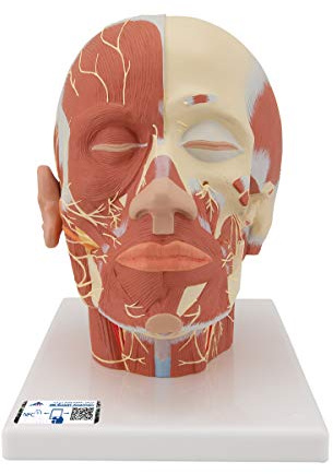 3B Scientific® Kopfmodell – Lebensgroße menschliche Kopfanatomie mit Muskulatur, Nerven & Gefäßen, Langlebiges PVC + Smart Anatomy App (5 Jahre Garantie)