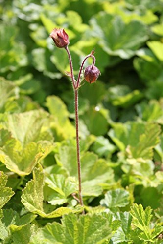 WASSERPFLANZEN WOLFF - Geum rivale - winterhart - Bachnelkenwurz, gelb-rot - QUALITÄTSSTAUDE durchwurzelt im 9x9cm Topf – heimisch - winterhart