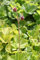 WASSERPFLANZEN WOLFF - Geum rivale - winterhart - Bachnelkenwurz, gelb-rot - QUALITÄTSSTAUDE durchwurzelt im 9x9cm Topf – heimisch - winterhart