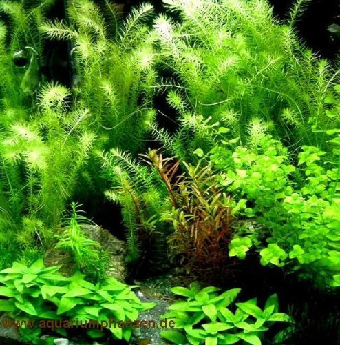 Aquarienpflanzen Sortiment 40-60 l Aquarium (5)