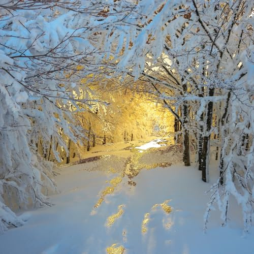 Weihnachtskarten in Box, Motiv: Verschneiter Wald, glitzernd, 16 Stück