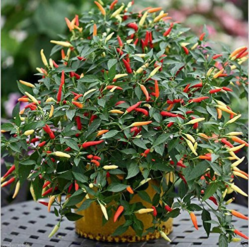 150pcs 16 Farbe Mixed Gelb Rot Grün Weiß Mix süße Glocke Hot Pepper Samen Gemüse Paprika Seed * Home Garten Chilli Pflanzen