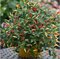 150pcs 16 Farbe Mixed Gelb Rot Grün Weiß Mix süße Glocke Hot Pepper Samen Gemüse Paprika Seed * Home Garten Chilli Pflanzen