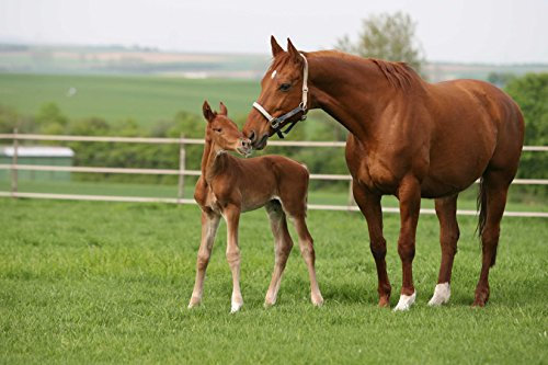 DSV Country-Horse 2118 Nachsaat-Pferdegreen 10kg
